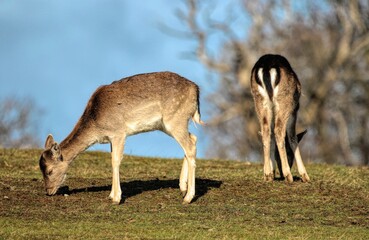View of two brown deer grazing and standing turned aside and back in the field