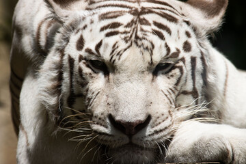 white bengal tiger