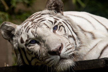white bengal tiger