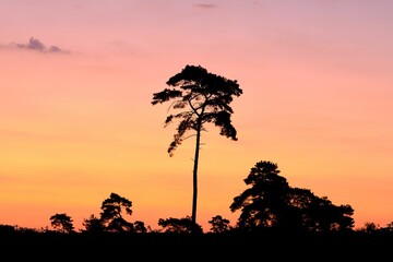 Pine and juniper as black silhouette against sky in pink and orange