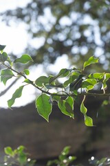 Vertical closeup shot of green fresh leaves on branch on blurry background