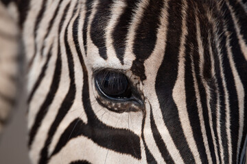 Fototapeta na wymiar Closeup of zebra eye
