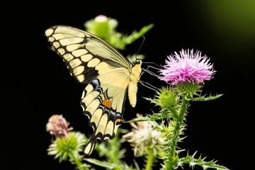 Giant Swallowtail insect on a beautiful flower