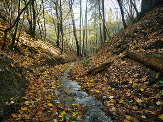 Colorful autumn valley with stream near Prague