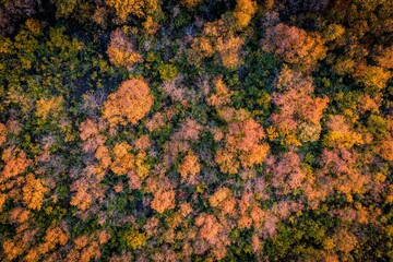 Aerial top view of beautiful colorful forest in autumn