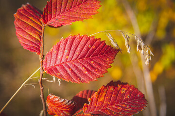 Beautiful multi-colored autumn leaves of trees. Autumn nature in different color shades.