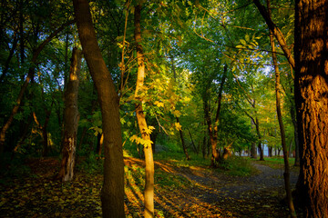 Bright rays of sun make their way through green grass. Autumn forest in sunny weather.