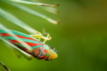 Closeup of a red-banded leafhopper on a plant.