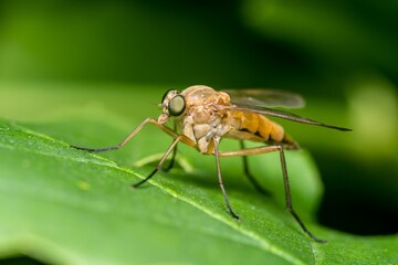 Closeup of a rhagio insect on a leaf.