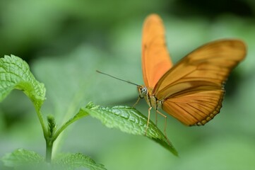 Closeup of an orange butterfly on a leaf.