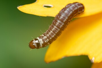 Closeup of a caterpillar on a yellow plant.