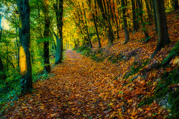 Fototapeta premium A hiking trail in the forest on the Rochusberg near Bingen/Germany with fallen leaves in autumn
