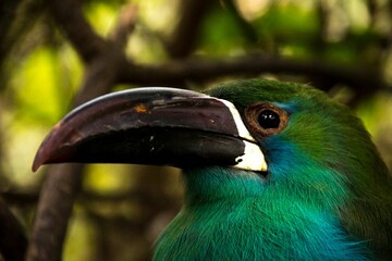 Closeup shot of an exotic green parrot
