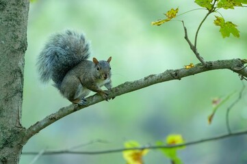 Eastern grey squirrel on a tree branch.