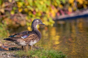 Duck standing on the shore of the lake in autumn.