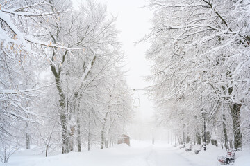 The morning fog in the forest and white snow.