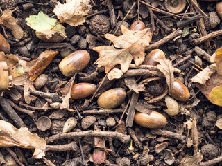 Fallen acorns and oak leaves on a woodland floor