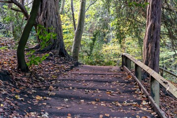 Landscape shot of steps leading up to a woodland surrounded by trees and bushes in the daylight