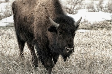Sepia of a big brown European bison (Bison bonasus) grazing in a field on the blurred background