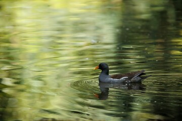 Common moorhen (Gallinula chloropus) swimming in a lake with the trees reflected in the waters