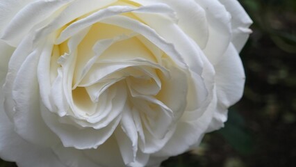 Closeup shot of a blooming white garden-rose with blur background