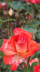 Vertical shot of a red garden-rose blooming in the garden
