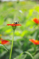 Shallow focus shot of a honey bee collecting nectar from an orange zinnia flower in the garden