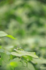 Shallow focus shot of a grasshopper sitting on a green leaf in the garden with blur background