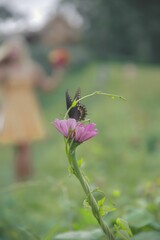 Shallow focus shot of a black swallowtail butterfly perching on a pink flower in the garden