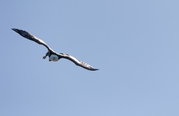 Beautiful shot of a bald eagle flying high in clear blue sky in bright sunlight