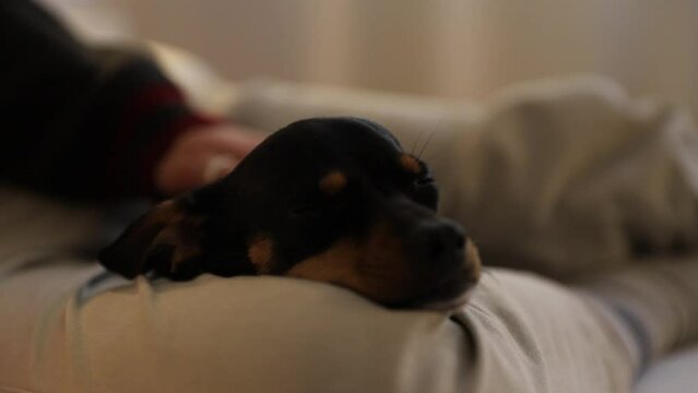 Young man laying on the bed reading and petting his dog