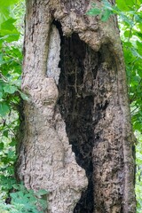 Vertical shot of a maidstone rotting tree