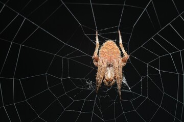 Macro view of a Spotted orbweaver spider in its web isolated on a black background