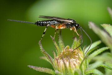 Macro view of the side of a Pimpla wasp perched on a plant in daytime