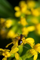Vertical macro view of a black garden ant on the petal of a bright yellow flower