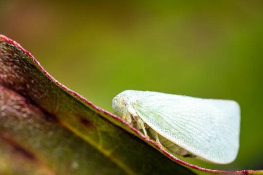 Macro view of a Citrus flatid planthopper perched on the edge of a leaf in daylight
