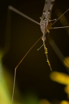 Vertical macro view of the front profile of a Stilt bug feeding on pollen