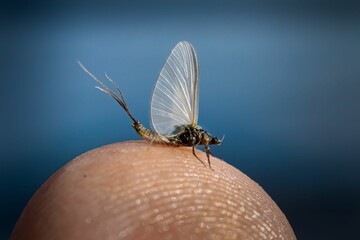 Closeup of a mayfly perched on a man's finger isolated on a blue background. - obrazy, fototapety, plakaty