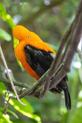 Vertical of a cock of the rock bird perched on a tree branch in San Diego zoo.