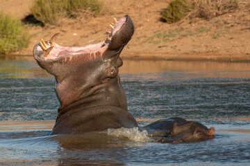 Large growling hippo in the water on a wildlife preserve in Africa