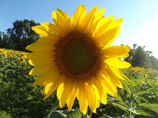 close up sunflower in field