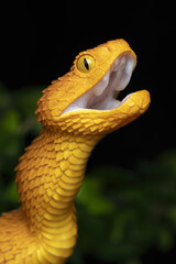 Close-up of a venomous African Bush Viper snake (Atheris squamigera)