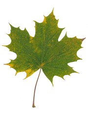 various multicolor fall leaves isolated close up