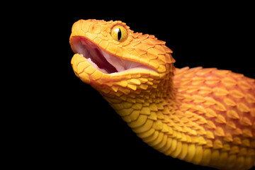 Close-up of a venomous African Bush Viper snake (Atheris squamigera)