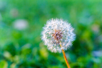綿毛を携えたタンポポ