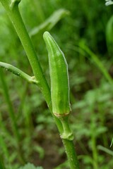 Vertical shot of a green ladyfinger plant bud on a stem
