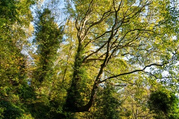 Landscape shot of a lush forest during fall in the daylight