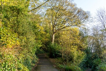 Landscape shot of a path in the woodland surrounded by lush trees of fall in the daylight