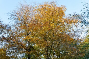 Closeup shot of tree branches full of colorful fall leaves in the daylight