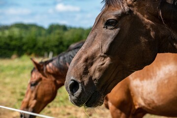 Obraz premium Closeup shot of brown horses